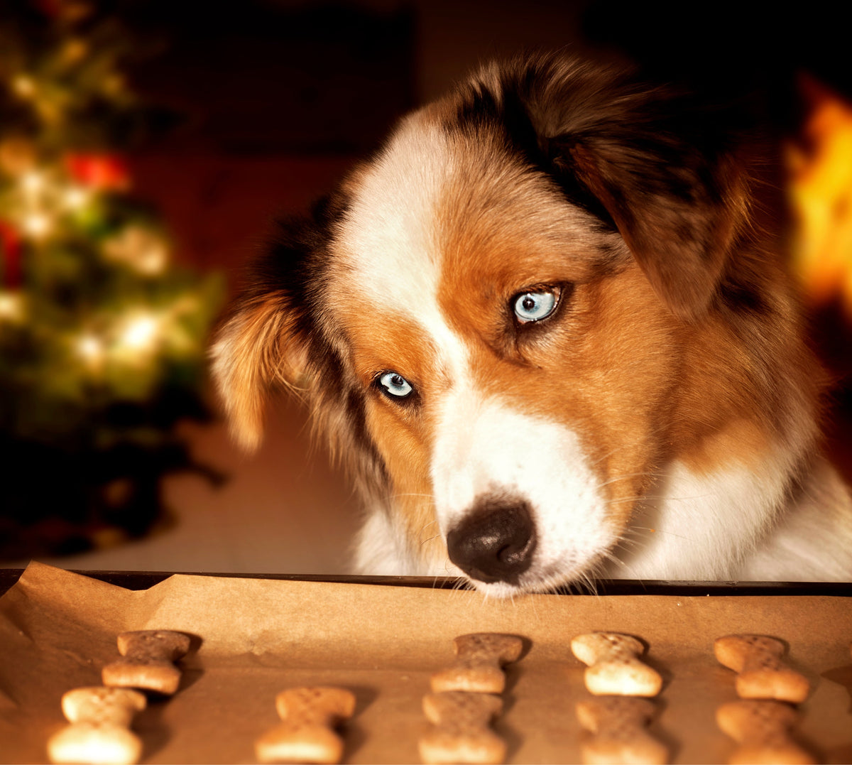 Das beste Plätzchen für Hunde - ganz nah an ihren Menschen
