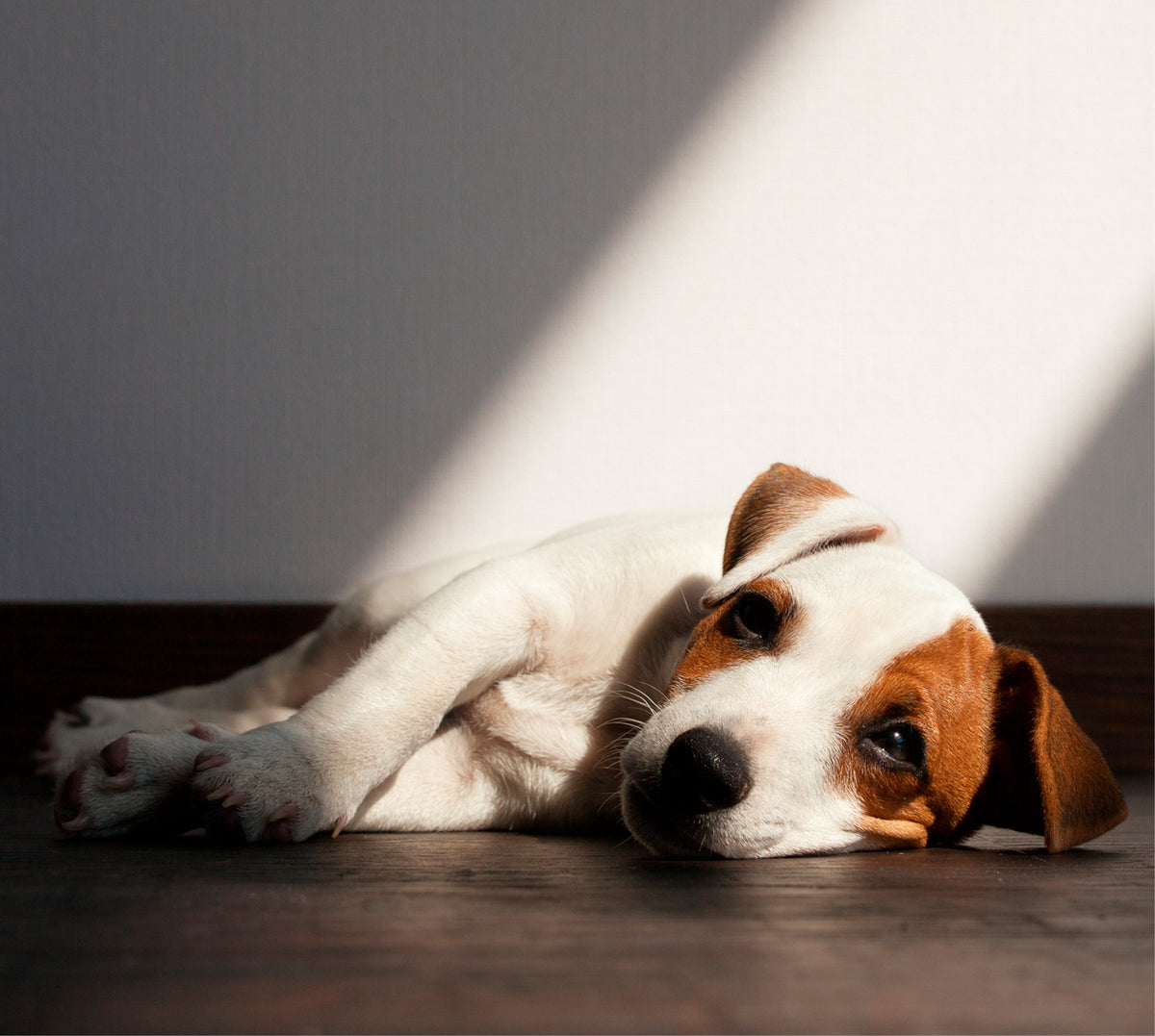 Die Körpersprache der Hunde - Hilf mir!