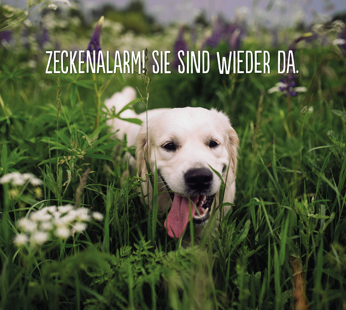 Schutzmaßnahmen für Hunde