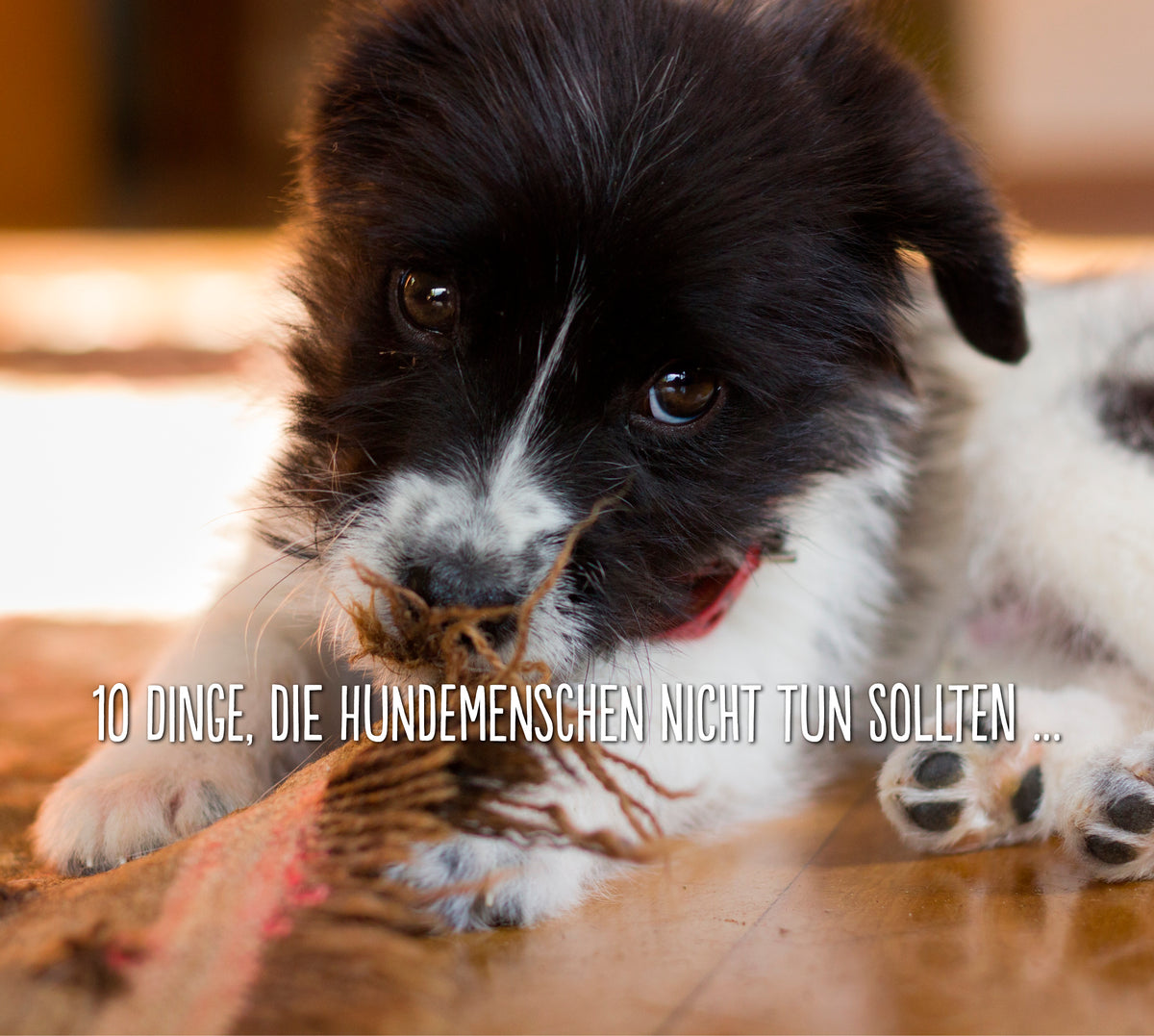 Wir lieben Hunde - Aber nicht alle denken so