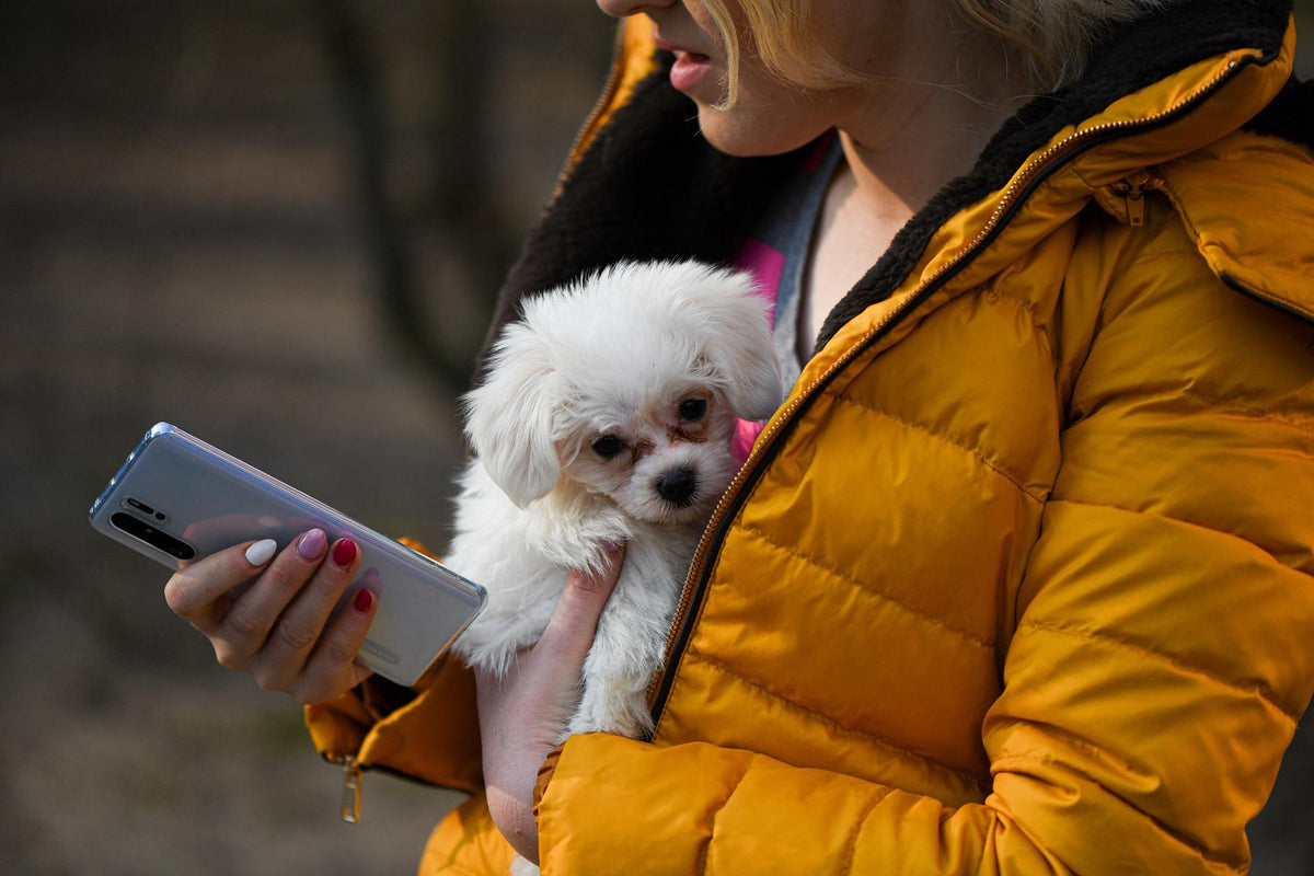 Smart unterwegs – Die beliebtesten Apps rund um den Hund
