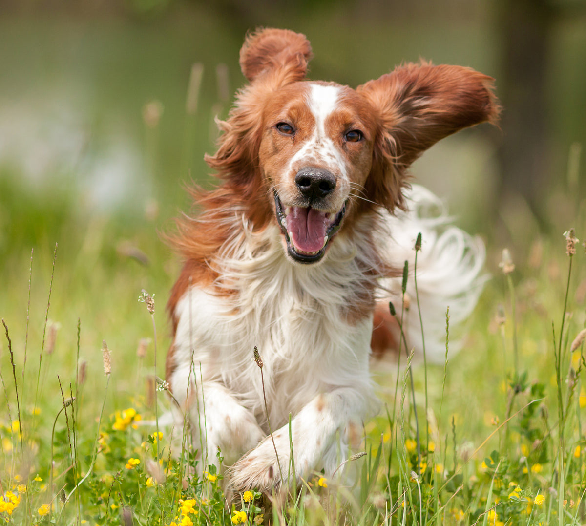 Hunde brauchen ihre Freiheit und Menschen ihre Hunde