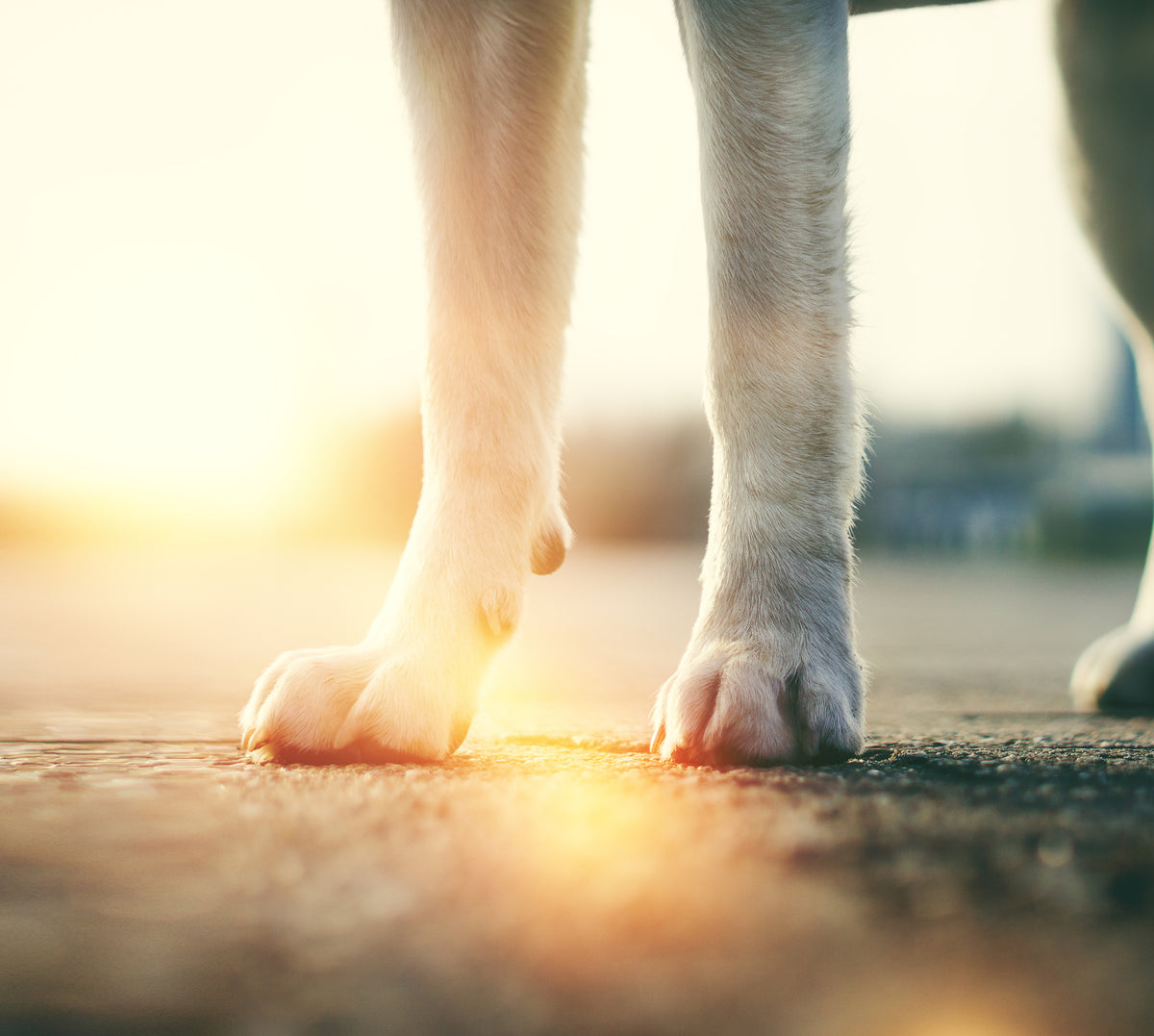 Ist der Asphalt für meinen Hund zu heiß? Die 7-Sekunden-Regel hilft!