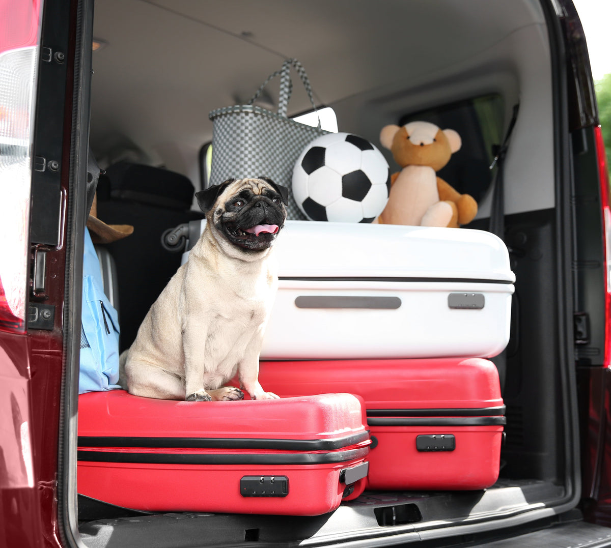 Mit Hund in den Urlaub: Das gehört ins Reisegepäck