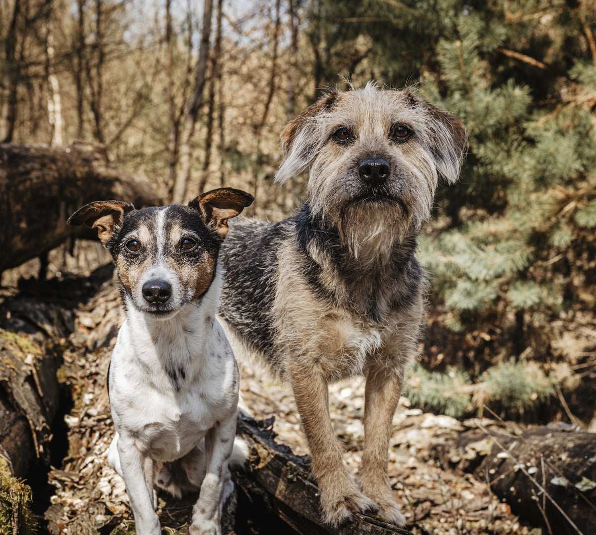 Tagesausflüge mit Hund: fünf Top-Ziele