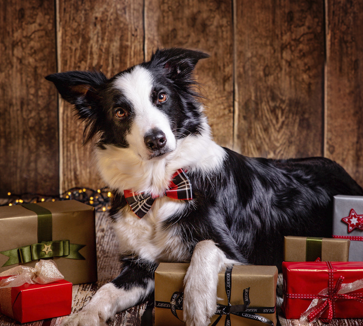 Wenn Hunde eine Wunschliste hätten … das perfekte Geschenk