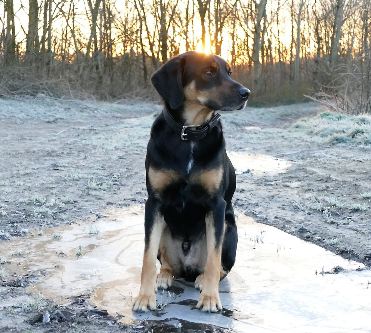 Ist mein Hund ernährungssensibel? Die typischen Anzeichen