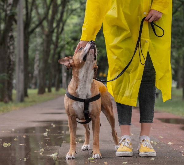 Gassi im Regen? Jetzt erst recht