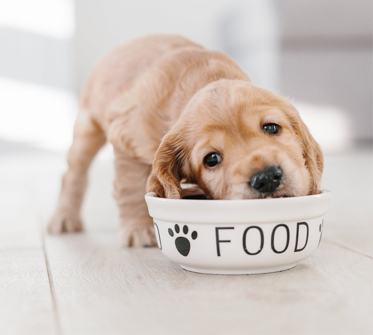 Nass, trocken oder barfen? Wie oder was Hunde fressen
