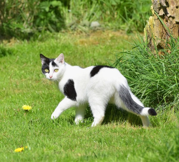 Draußen herumstromern - Freigang für Katzen