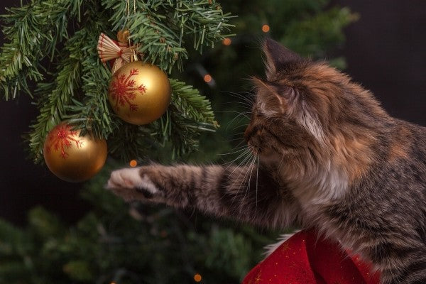 Miau Christmas – Weihnachten mit Katze