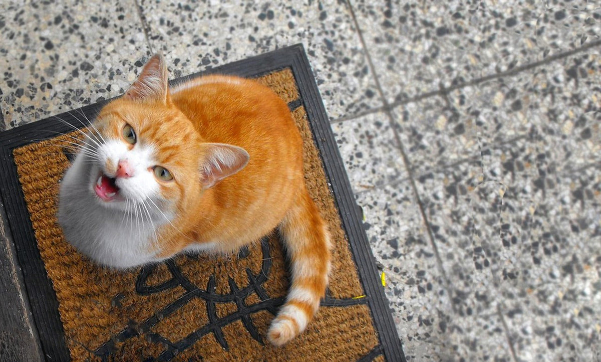 Die Sprache der Katzen