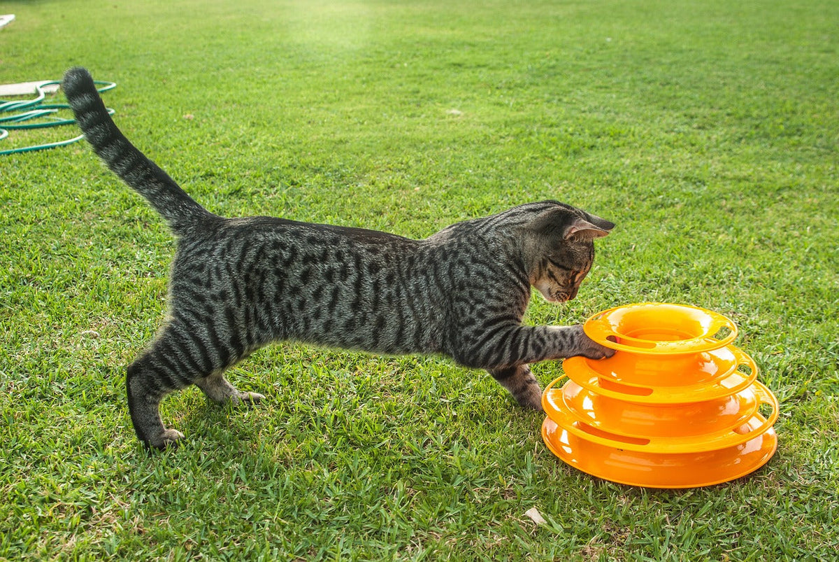 Beobachten, Jagen, Fangen – Spielzeug für Katzen