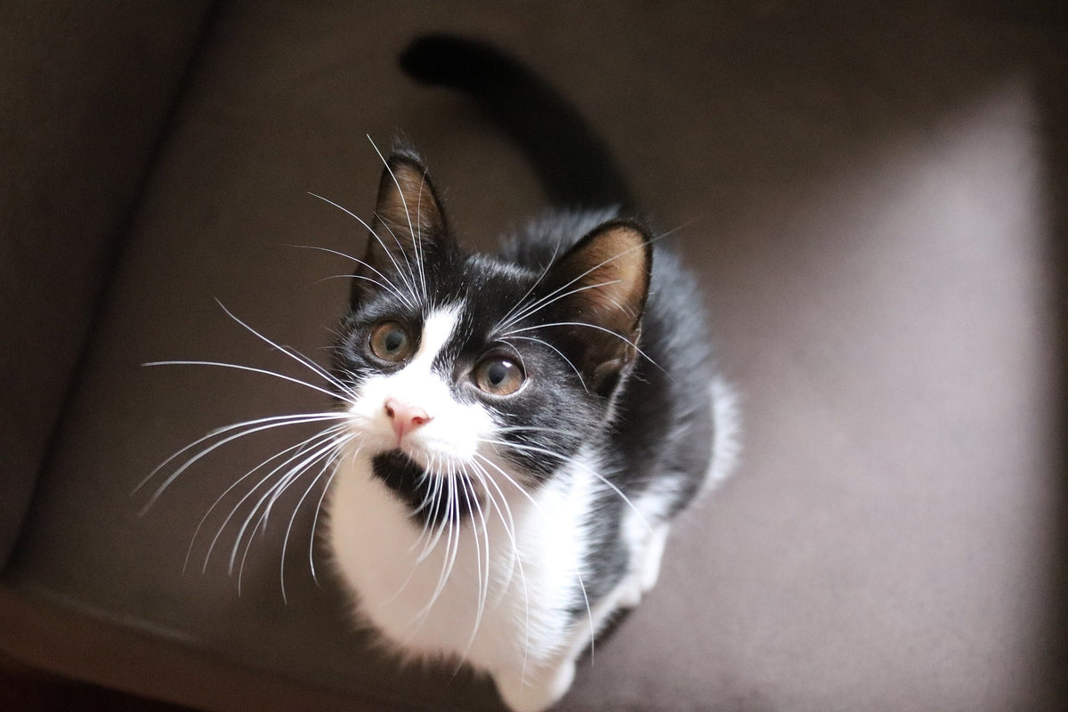 Katzen kann man nicht erziehen. – Oder doch?