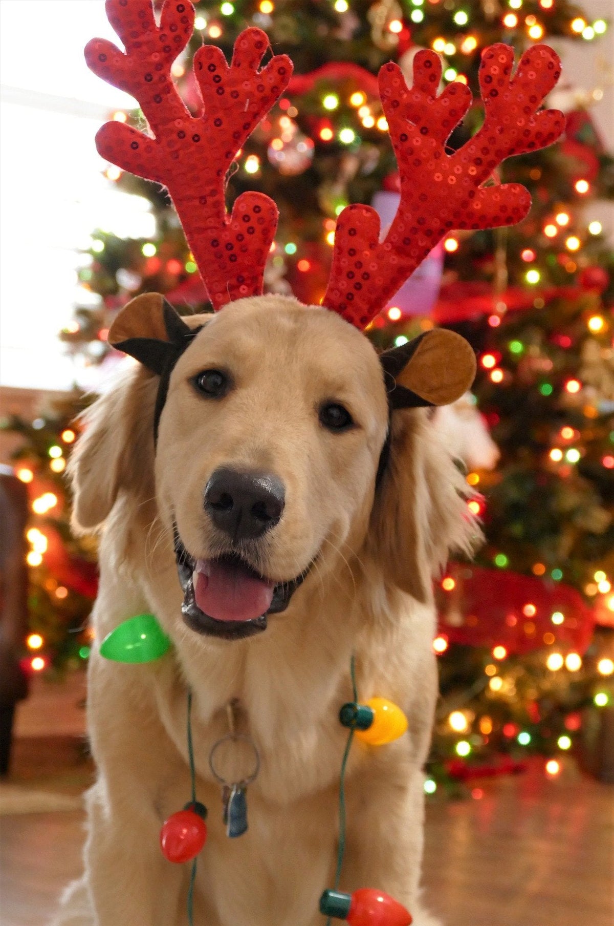Stille Nacht, hundige Nacht – Weihnachten mit Hund