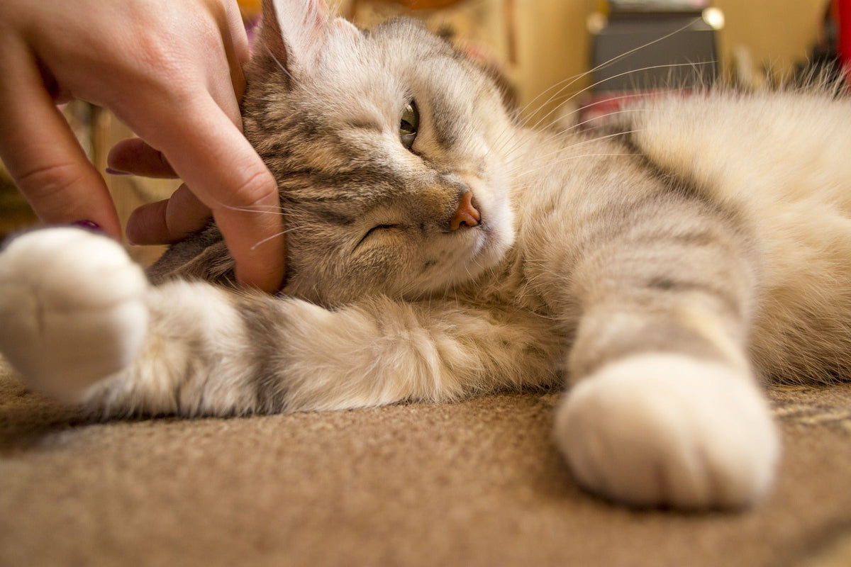 Eine Katze zieht ein – Oder: Wie ich meinen neuen Job als DosenöffnerIn antrete