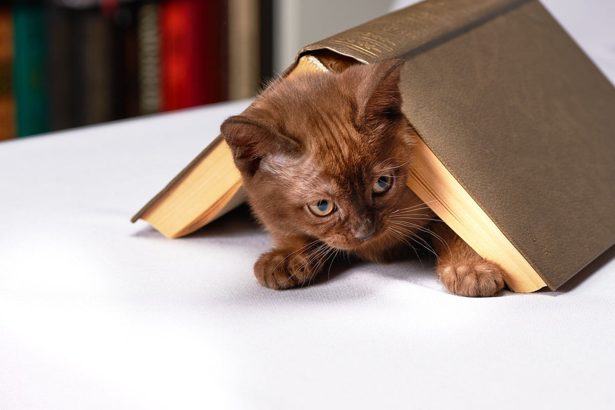 Stars auf Samtpfoten – Berühmte Katzen aus Film und Fernsehen