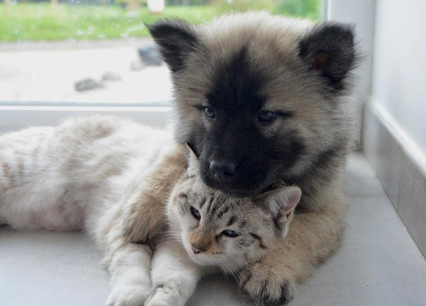 Tierische WG – Hunde im Zusammenleben mit anderen Tieren