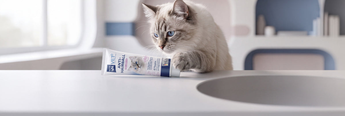 Nahrungsergänzung für Katzen