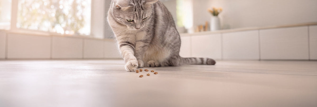 Snacks für Katzen