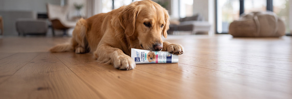 Nahrungsergänzungfutter für Hunde